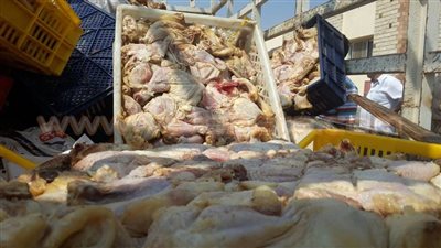 «البيئة» تمنع إعدام 6 أطنان من اللحوم الفاسدة بمصنع أجا