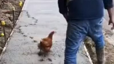 دجاجة تفسد إنشاء رصيف خرساني (فيديو وصور)