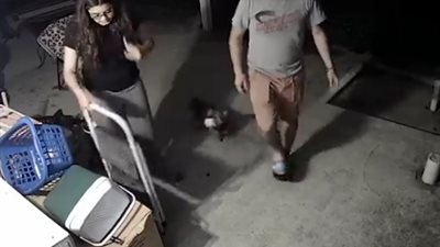 كلب يجذب الآلاف بتصرفه الغريب نحو لعبته عند الخطر (فيديو)