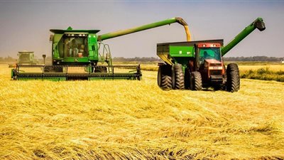 زراعة الشرقية : حصاد 112.8 ألف فدان أرز‎