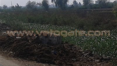 بالفيديو.. ورد النيل يكسو ترع الدقهلية والأهالي تستغيث بالمسئولين