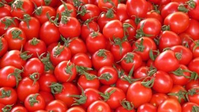 «التجعد» يصيب الطماطم.. شكوى 400 فلاح تكشف المستور.. الزراعة تؤكد: ليس له علاج.. لا يضر بصحة المواطنين.. تساقط الثمار أشهر الأعراض.. وارتفاع الأسعار أبرز النتائج السلبية