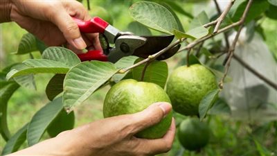 أبرزها القضاء على حب الشباب.. 9 فوائد لورق الجوافة