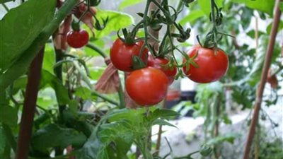 زراعة أسيوط: لم نرصد أي إصابات بفيروس تجعد أوراق الطماطم