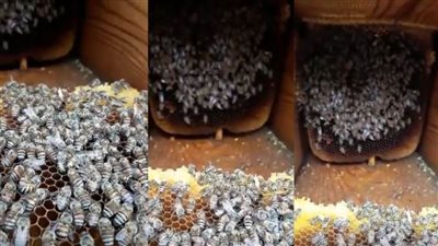 النحل يموت من شدة البرودة بالطائف