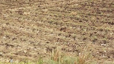 مزارعو الأقصر: «الطماطم تنجو من تجعد الأوراق».. ونقيب الفلاحين يؤكد إصابتها