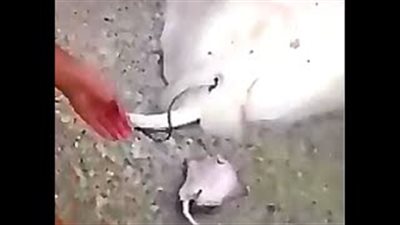 بالفيديو.. عائلة تساعد سمكة «حامل» على إنجاب صغارها