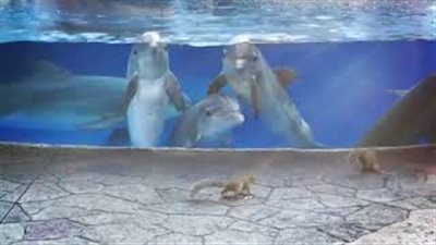 شاهد.. لقطات مذهلة لسناجب تبحث عن الطعام تجذب انتباه الدلافين