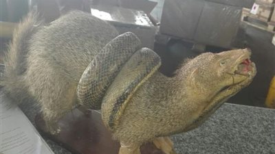 بالصور.. أغرب «محاولات التهريب» بالمطارات المصرية.. العثور على «حيوانات برية محنطة» في رحلة إلى الكويت.. إحباط تهريب «ثعابين كوبرا» للسعودية.. وأمينا شرطة يحصلان على 