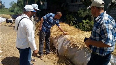 اعتماد 4 آلاف و478 طن أعلاف وسماد عضوي من قش الأرز