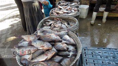 تباين أسعار الأسماك واستقرار أسعار اللحوم