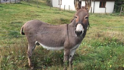 بالفيديو.. حمار حاول أكل سيارة فارهة اعتقد أنها جزرة