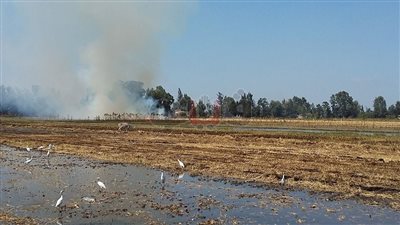 بالفيديو.. محاضر «حرق قش الأرز» تشعل غضب مزارعي الغربية