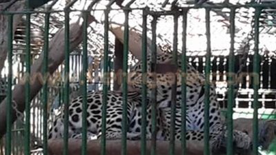 أهالي «كفر حميد» يكذبون رئيس مدينة العياط: «هناك فهد هارب»