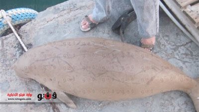 دفن عروس بحر نافقة بالمدفن الصحي في الغردقة