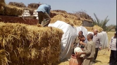 «البيئة» تطالب المزارعين بالاستفادة من منظومة جمع قش الأرز