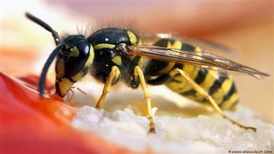 نقل 15 طفلا إلى المستشفى بعد هجوم من دبابير