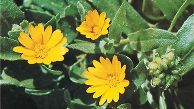 6 فوائد صحية لعشبة «البكورية»