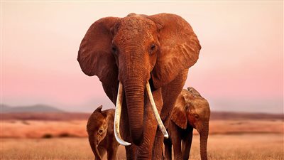 فيلم وثائقي عن الفيلة أحدث عمليات الاستحواذ لشركة أبل