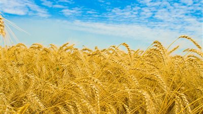 «الإحصاء»: 9.3 ملايين طن إنتاج مصر من القمح خلال 2014