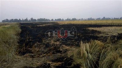 حريق يلتهم محصول فدان أرز بالغربية