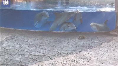 بالفيديو والصور.. دلافين تراقب سنجابين في مشهد غريب