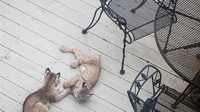 بالصور.. رجل يعثر على قطط مفترسة أمام منزله