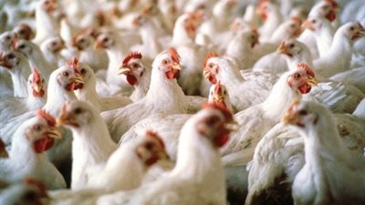 انخفاض أسعار الدواجن.. وكيلو «الساسو» بـ27 جنيها