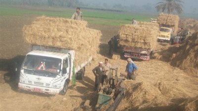 «البيئة»: تحويل 12 ألف طن قش أرز إلى سماد عضوي في الشرقية