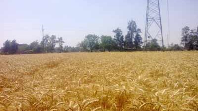 توريد 8 آلاف و300 طن قمح بالغربية