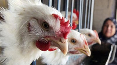 شعبة الدواجن عن انخفاض الأسعار: «المربي بيخسر في الفرخة 5 جنيهات»
