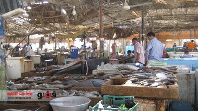 بالفيديو والصور.. ارتفاع أسعار الرنجة والسردين فى الغردقة