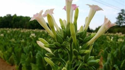 أستراليا تصادر 71 طنًا من التبغ المهرب