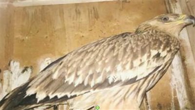 ضبط مزرعة بداخلها حيوانات وطيور نادرة ومهددة بالانقراض بدون تصريح بالدقهلية