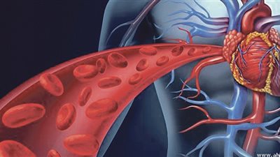 دراسة تتوصل لإنزيم له تأثيرات مضادة للشيخوخة لتعزيز الدورة الدموية