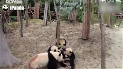 بالفيديو والصور.. مشاجرة طريفة بين ثلاثة من الباندا بعد سقوط أحدهم