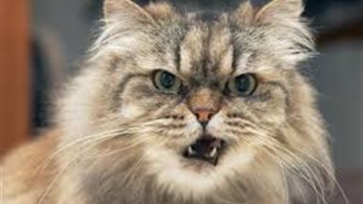 ضحايا القطط الوحشية في أستراليا بالملايين