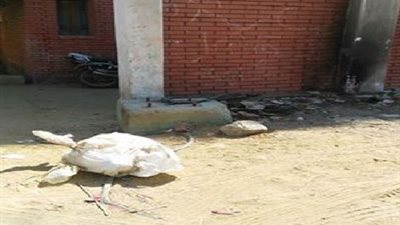 أولياء أمور طلاب مدرسة ابتدائية في السويس يشتكون من خطر الكهرباء