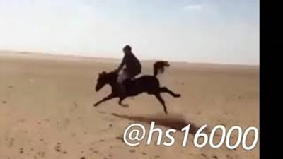 بالفيديو.. سقوط مروع لخليجي من فوق حصان