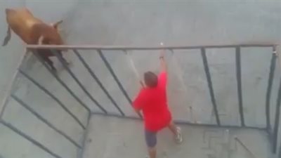 بالفيديو.. لحظة سحل «ثور» رجل أمام حشد كبير من المواطنين