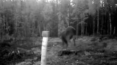 بالفيديو.. أنثى غزال تتصدى لقطيع من الذئاب حاول افتراس صغيرها