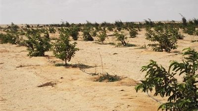 الزراعة: إقبال كبير على مزاد «حق الشعب» لبيع أراضى المراشدة في قنا