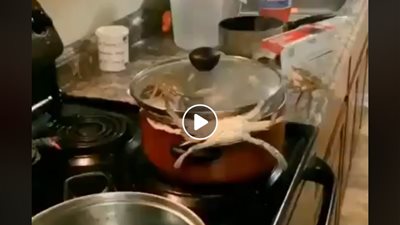 لحظة هروب كابوريا من إناء الطهي (فيديو)