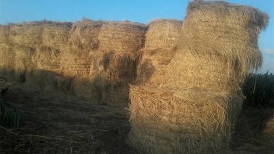 اعتماد 6 آلاف طن أعلاف وسماد عضوي من قش الأرز بالغربية