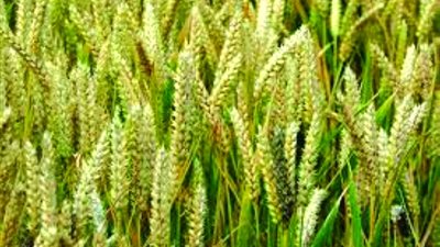 البحث العلمي والبحوث الزراعية يحتفلان بـ«الأرز الهجين».. غدا