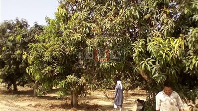 لجنة بـ«البحوث الزراعية» تتابع الأعمال بمحطة «بساتين القصاصين»