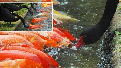طيور «البجع السوداء» تطعم الأسماك في الصين !