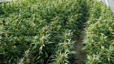 أستراليا تسمح بزراعة «الحشيش» من أجل التجارب الطبية