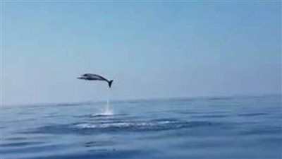 ظهور مجموعة كبيرة من الدلافين على شاطئ المكس في الإسكندرية| فيديو