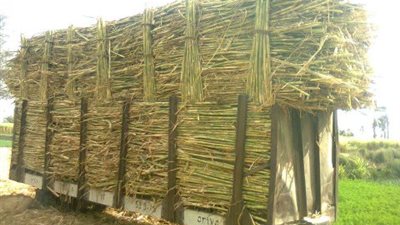 مزارعو القصب بقنا يهددون بالامتناع عن تسليم المحصول